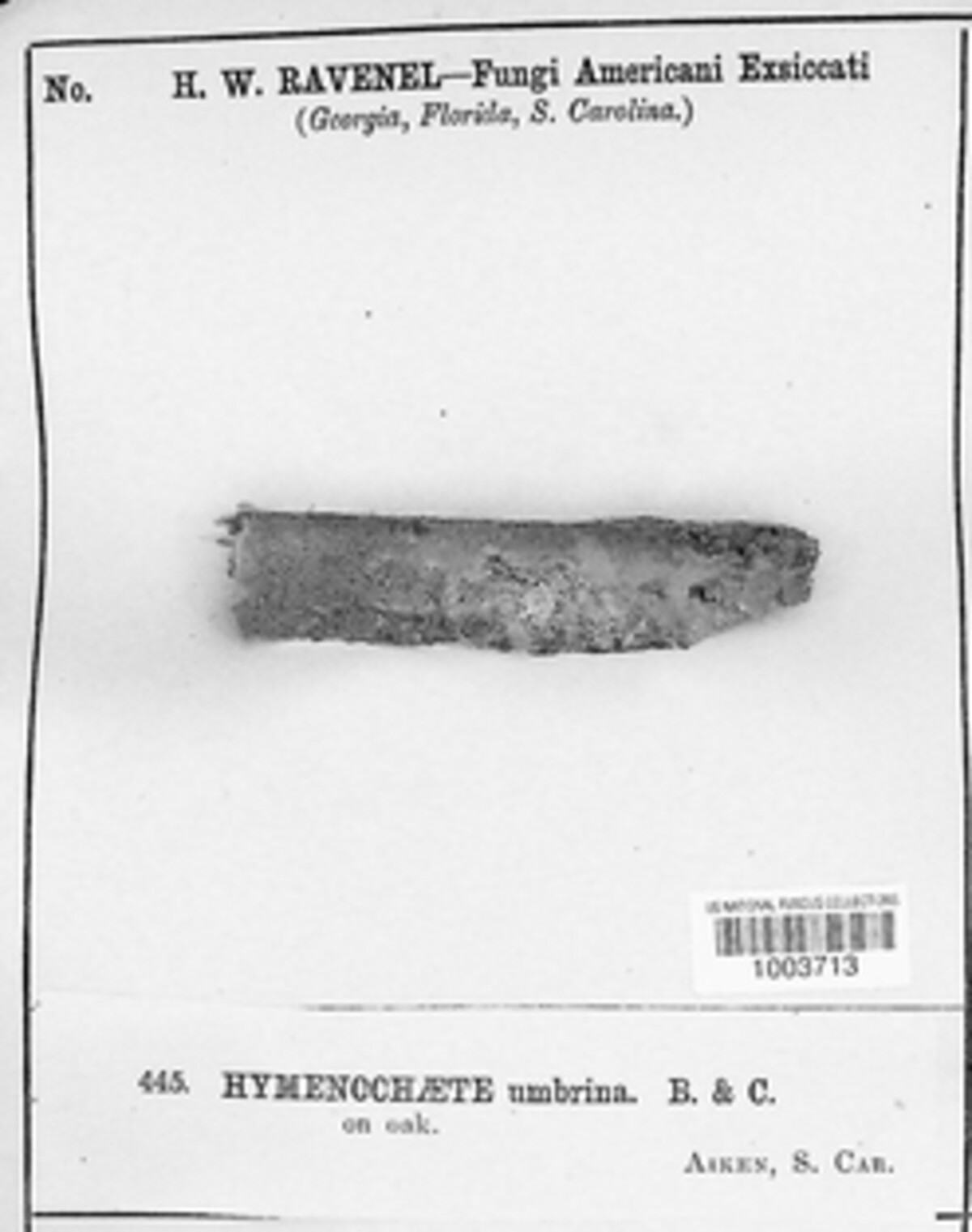 Phlebiopsis crassa image